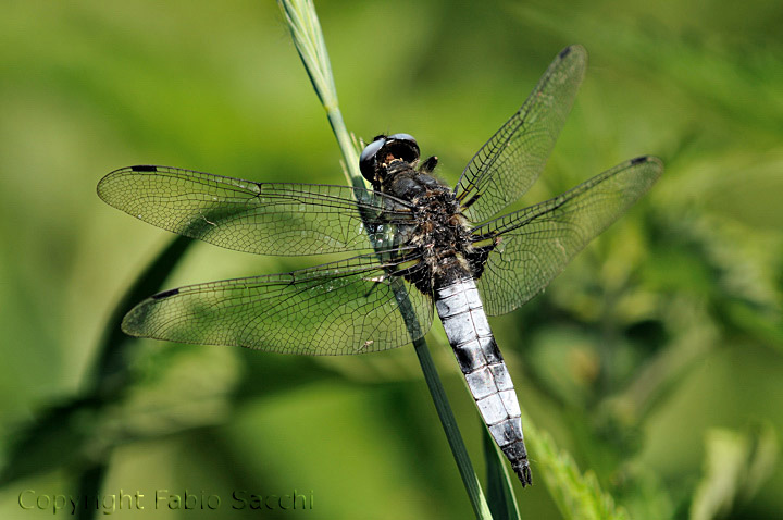 Libellula fulva